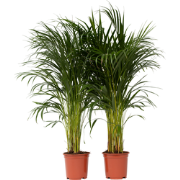 Areca goudpalm - Set van 2 - Dypsis lutescens - Hoogte 100-120cm - ?21...