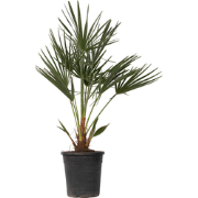 Dwergpalm - Chamaerops humilis - Hoogte 70-80cm - ?21cm