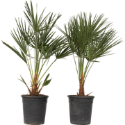 Dwergpalm - Set van 2 - Chamaerops humilis - Hoogte 70-80cm - ?21cm