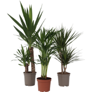 Set grote kamerpalmen - Set van 3 - Indoor Palmmix XL - Hoogte 70-90cm...