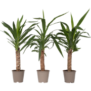 Palmlelie - Set van 3 - Yucca elephantipes - Hoogte 50-60cm - ?14cm