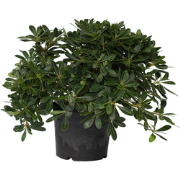 Australische laurier - Pittosporum tobira nanum - Hoogte 30-40cm - ?19...