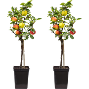 Klassieke Appelmix - Set van 2 - Malus - Hoogte 60-70cm - ?17cm