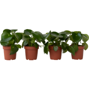 Regendruppelplant - Set van 4 - Peperomia polybotrya - Hoogte 20-30cm ...