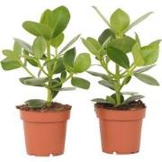 Varkensboom - Set van 2 - Clusia rosea 'Princess' - Hoogte 25-35cm - ?...