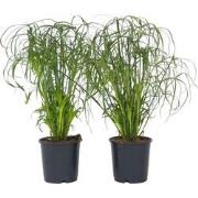 Parapluplant - Set van 2 - Cyperus alternifolius - Hoogte 40-50cm - ?1...