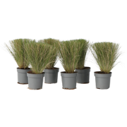 Vedergras - Set van 6 - Stipa tenuifolia 'Pony Tails' - Hoogte 20-30cm...