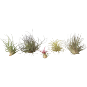 Luchtplantjes - Set van 6 - Tillandsia - Hoogte 5-15cm - ?5cm