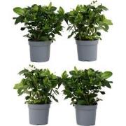 Kaapse jasmijn - Set van 4 - Gardenia jasminoides - Hoogte 20-30cm - ?...