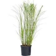 Prachtriet - Miscanthus sinensis 'Gracillimus' - Hoogte 40-60cm - ?23c...