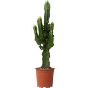 Cowboycactus - Euphorbia ingens - Hoogte 50-60cm - ?17cm