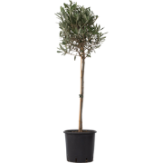 Olijfboom - Olea europaea - Hoogte 90-100cm - ?21cm