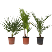 Tuinpalm - Set van 6 - Phoenix Chamaerops Washingtonia - Hoogte 50-70c...