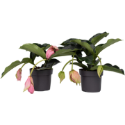 Trosbloem - Set van 2 - Medinilla magnifica - Hoogte 40-50cm - ?17cm
