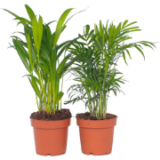 Kleine kamerpalmen - Set van 4 - Dypsis, Chamaedorea - Hoogte 25-40cm ...