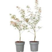 Japanse Esdoorn - Set van 2 - Acer Palmatum 'Taylor' - Hoogte 35-55cm ...