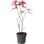 Japanse Esdoorn - Acer palmatum 'Atropurpureum' - Hoogte 25-40cm - ?10...