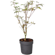 Japanse Esdoorn - Acer palmatum 'Butterfly' - Hoogte 25-40cm - ?10,5cm