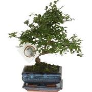 Japanse lep - Zelkova serrata - Hoogte 20-30cm - ?20cm