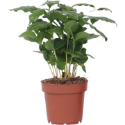 Koffieplant - Coffea arabica - Hoogte 25-40cm - ?12cm