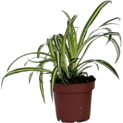 Graslelie - Chlorophytum comosum 'Atlantic' - Hoogte 25-40cm - ?12cm