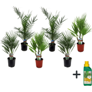 Tuinpalmen met plantenvoeding - Set van 6 - Hoogte 50-70cm - ?15cm