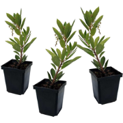 Aardbeienplant - Set van 3 - Arbutus 'Unedo' - Hoogte 25-40cm - ?9cm