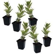 Aardbeienplant - Set van 6 - Arbutus 'Unedo' - Hoogte 25-40cm - ?9cm