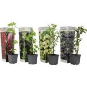 Bessenplanten - Set van 4 - Rubus Rubrum Uva Fructosus - Hoogte 25-40c...