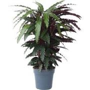 Pauwenplant - Calathea 'Wavestar' - Hoogte 90cm - ?27cm