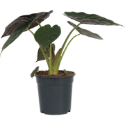 Olifantsoor - Alocasia Wentii - Hoogte 70-80cm - ?19cm