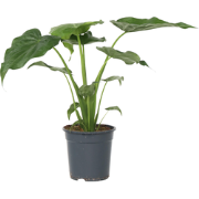 Olifantsoor - Alocasia 'Cucullata' - Hoogte 70-80cm - ?19cm