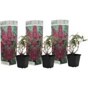 Vlinderstruik - Set van 3 - Buddleja 'Pink Delight' - Hoogte 25-40cm -...