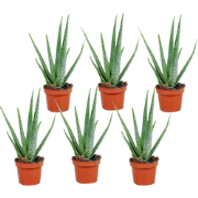 Aloë vera - Set van 6 - Aloe barbadensis - Hoogte 25-40cm - ?10,5cm