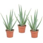 Aloë vera - Set van 3 - Aloe barbadensis - Hoogte 25-40cm - ?10,5cm