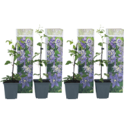 Bosrank - Set van 4 - Clematis hybrid 'Taiga' - Hoogte 25-40cm - ?9cm