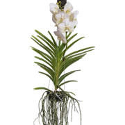 Witte Orchidee L - Vanda 'White' - Hoogte 55-65cm