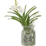 Witte Orchidee met vaas - Vanda 'White' - Hoogte 40-50cm - ?14cm