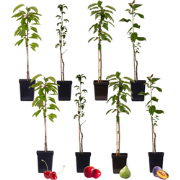 Mix fruitzuilen - Set van 8 - Malus, Pryus, Prunus - Hoogte 60-70cm - ...