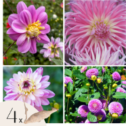 Dahliaknollen - Set van 4 - Dahlia 'Pink Love' - Roze