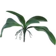 Kunst Orchid leaves & roots lvs green - 35 cm