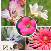 Mix bloembollen 'VJ Pink' - Set van 125 - Dahlia, Gladiolus, Freesia, ...