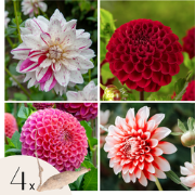 Dahliaknollen - Set van 4 - Dahlia 'Bouqet Sunset'