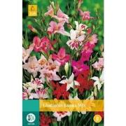 2 stuks - Gladiolus Nanus Mix 7 bollen