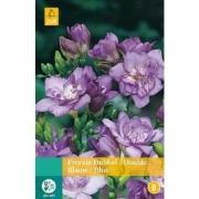 2 stuks - Freesia Dubbel Blauw 12 bollen