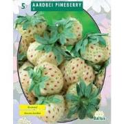 2 stuks - Zomer Bloembollen Aardbei Pineberry per 3