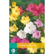 Mirabilis jalapa mix bol/knol 5 stuks