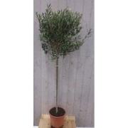 Olijfboom Olea stamhoogte 70 cm en boomhoogte140 cm