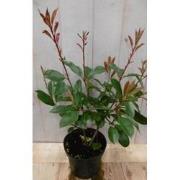 Photinia fraseri Red Robin rood 40 cm