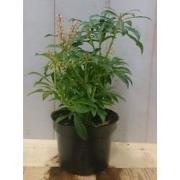 2 stuks! Pieris 30 cm